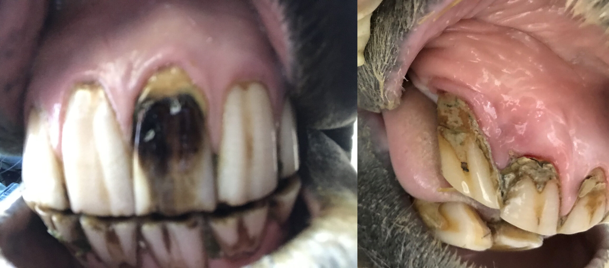 Several examples of EOTRH, note red gum around diseased root; sometimes it forms a thickened gum rim around the tooth as the gum receeds. Often there is an excessive build up of tartar or cement (yellowy stuff). Often teeth fracture or are lost.