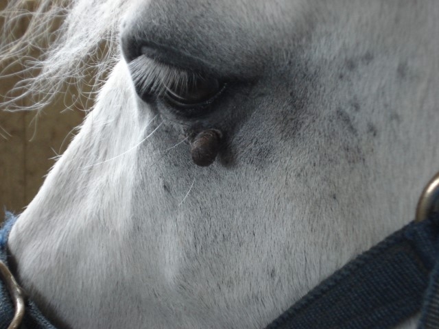 Pony during BCG treatment, this resulted in no scar
