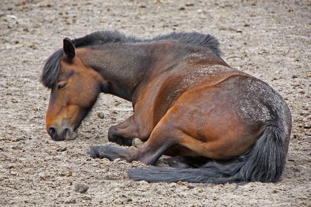 Signs of colic:- rolling, dull, not eating, laying down more than normal or restless-getting up & down, sweating, kicking at belly, looking at flanks, unhappy etc.