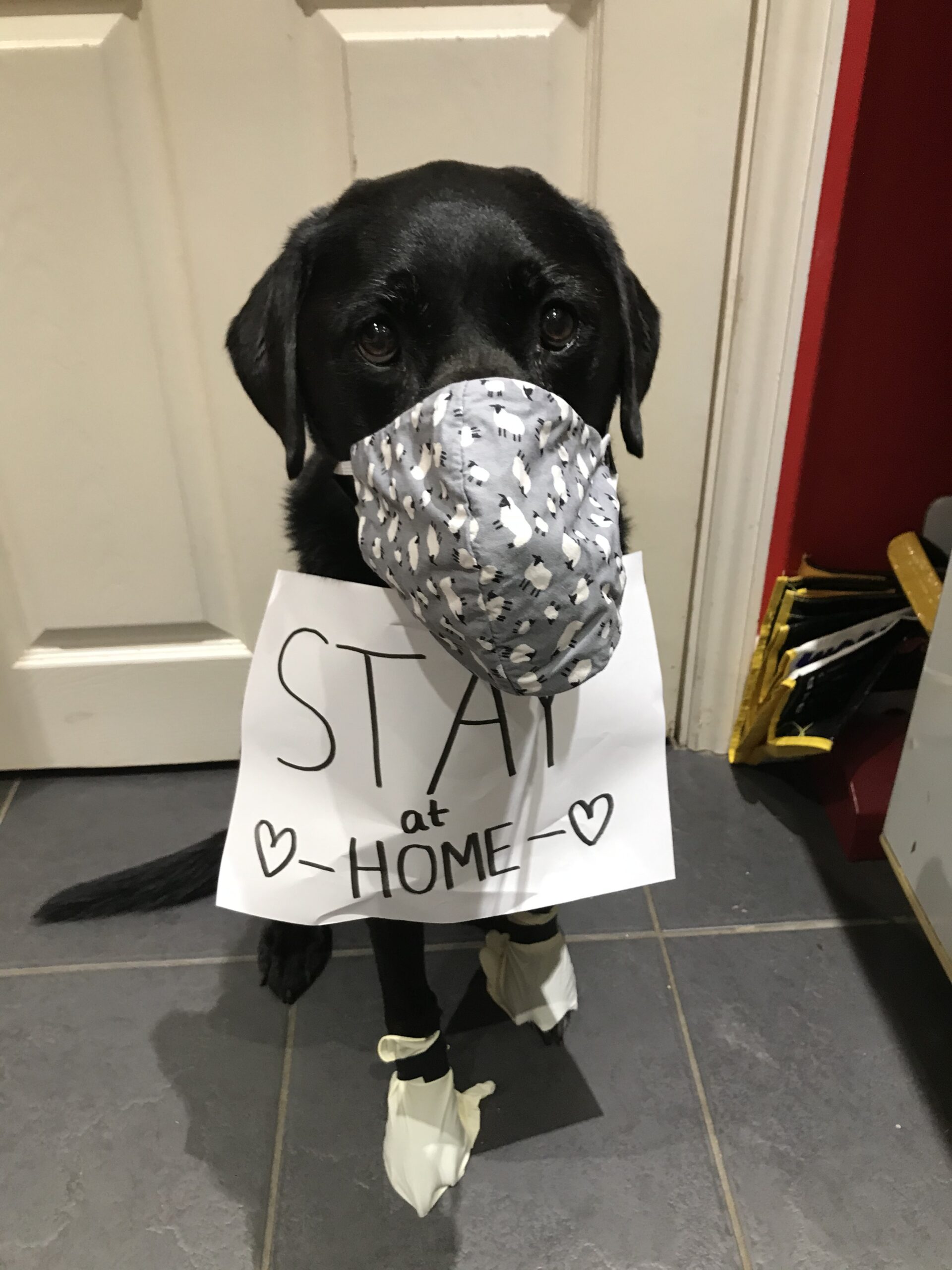 Charles our labrador wants you all to stay safe and take every precaution......