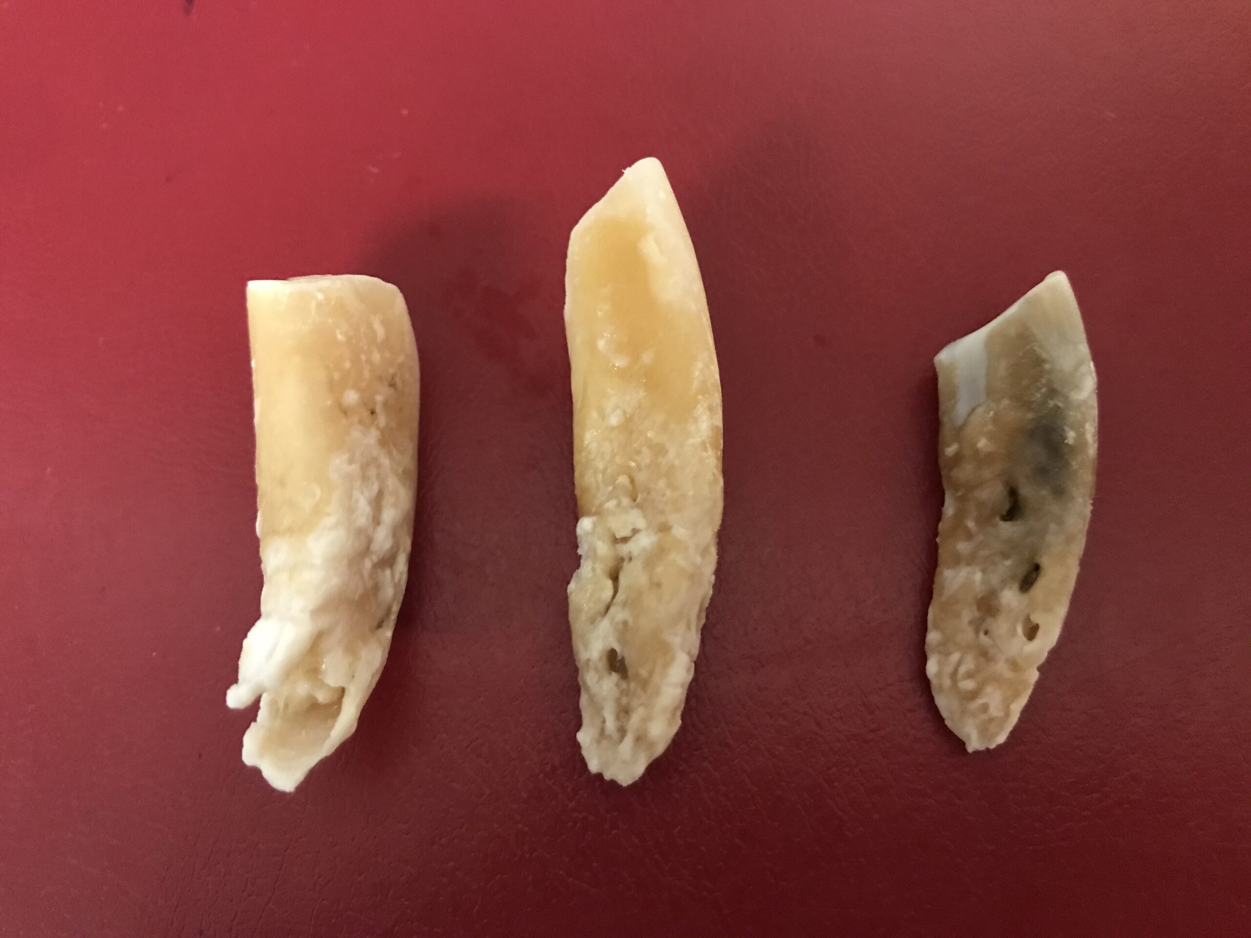 Examples of diseased incisors we have extracted; notice discolouration, irregular pitted surface (and tooth on left – root has partially dissolved / resorbed)