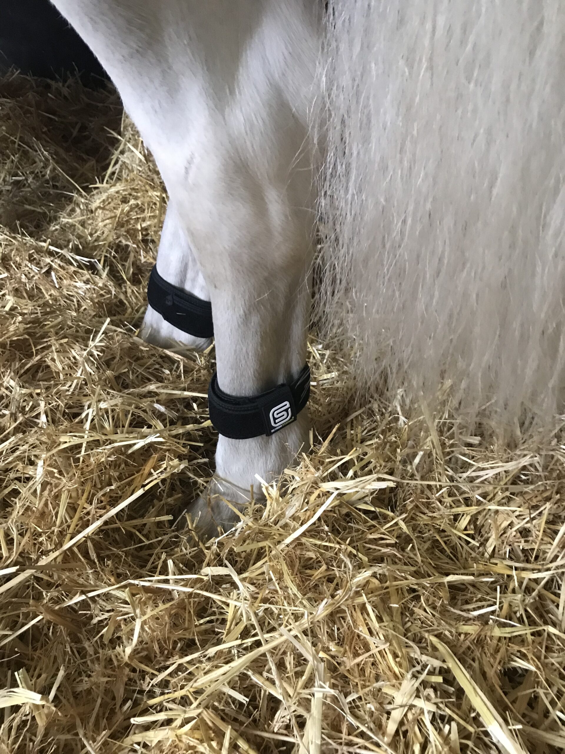 The bands can be worn above or below the fetlock joint for 8-24 hours
