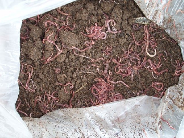 Redworm in dung