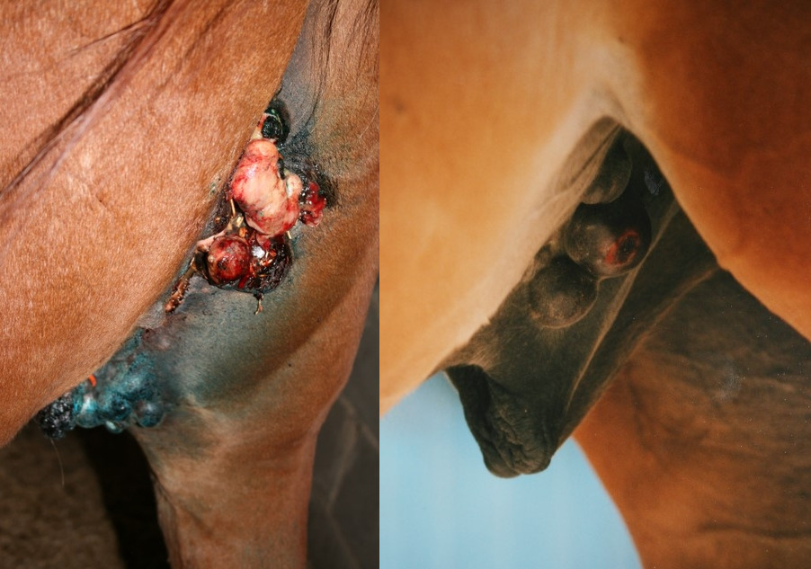 Left: Multiple ulcerated sarcoids between the hind legs. Right: nodular sarcoids and an ulcerating fibroblastic sarcoid on the sheath. Note also an occult sarcoid on the inner thigh