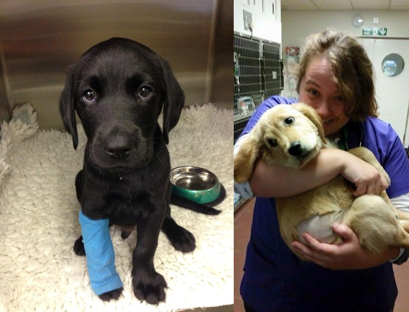 Grace's cutest patients as a student on rounds at the Queen Elizabeth Hospital at the Royal Veterinary College, London