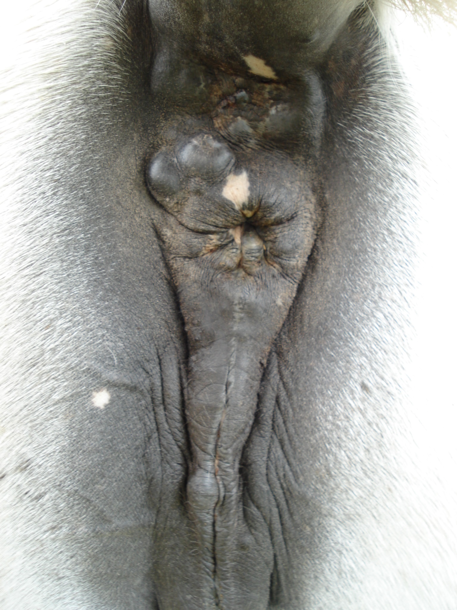 Perineal melanomas; these can become so numerous that they deform the area