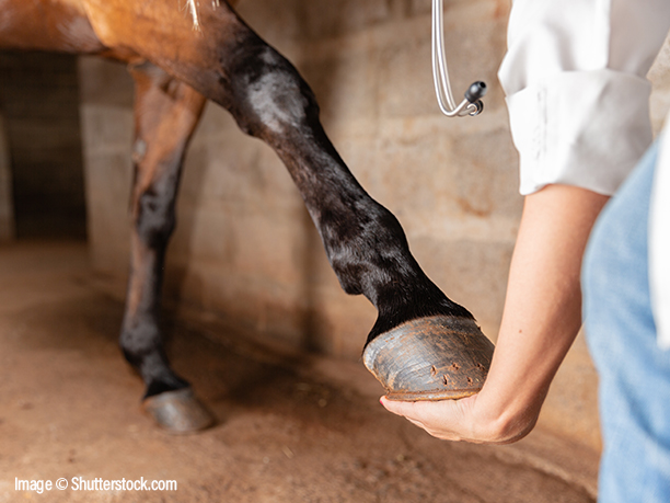 Laminitis - classic posture leaning back due to painful feet