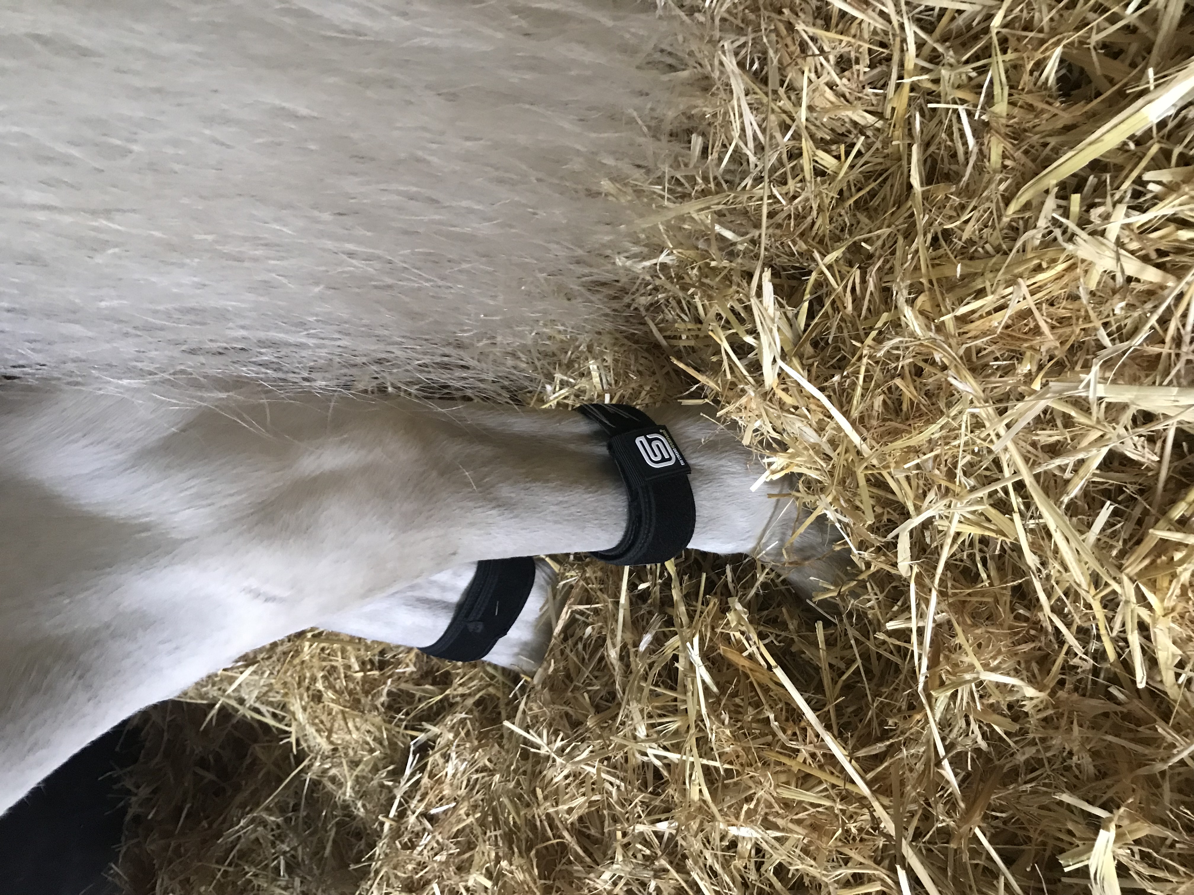 The bands can be worn above or below the fetlock joint for 8-24 hours