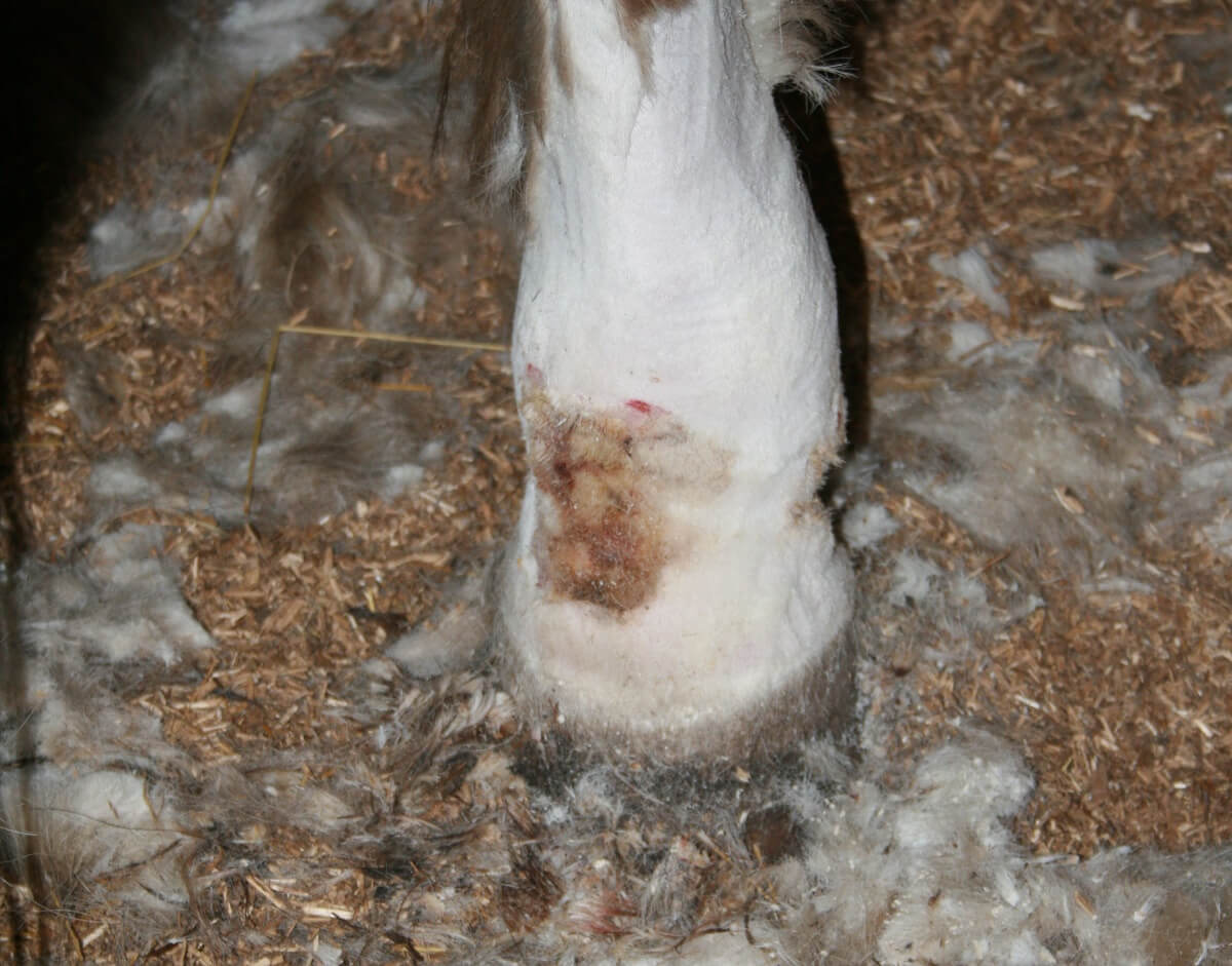 Skin Disease in the Horse
