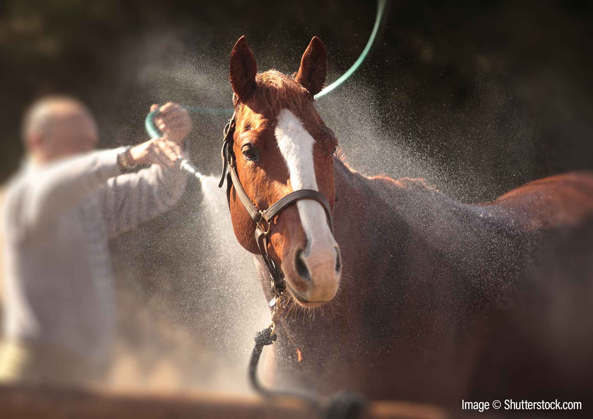 Managing your horse in hot weather