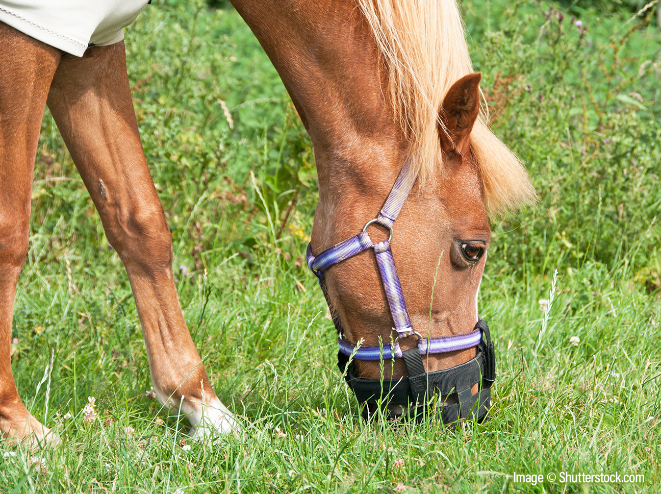Grazing Muzzles – A Guide To Grazing Muzzles